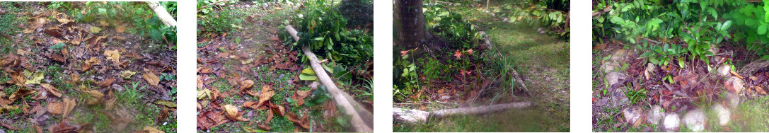 Images of leaves cleared from grass and used as
            mulch in tropical backyard