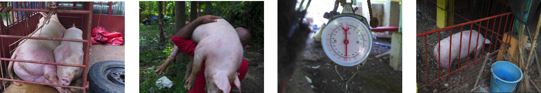 Images of piglet being delivered to
          tropical backyard