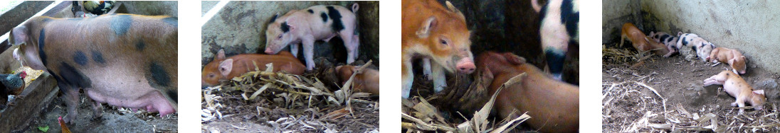 Images of nearly one week old tropical
        backyard piglets