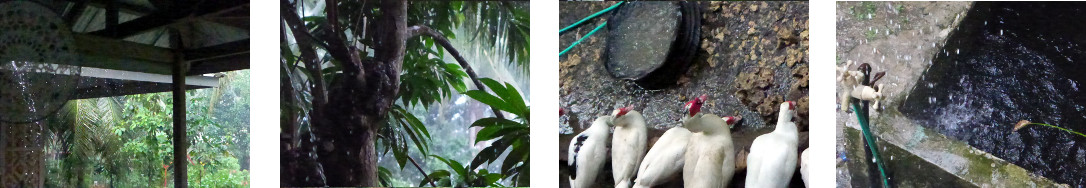 Images of rain in tropical backyard