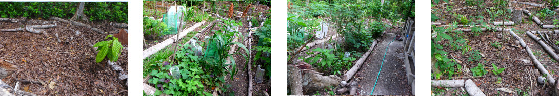 Images of regeneration in tropical
        backyard after devastation by tree felling five months earlier