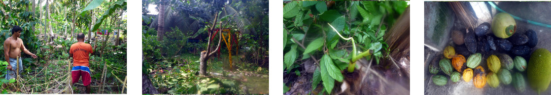 Images of trees trimmed in tropical backyard