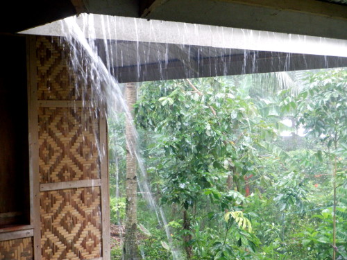 Image of rain in tropical backyard