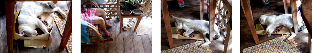 Images of cat in a tropical house