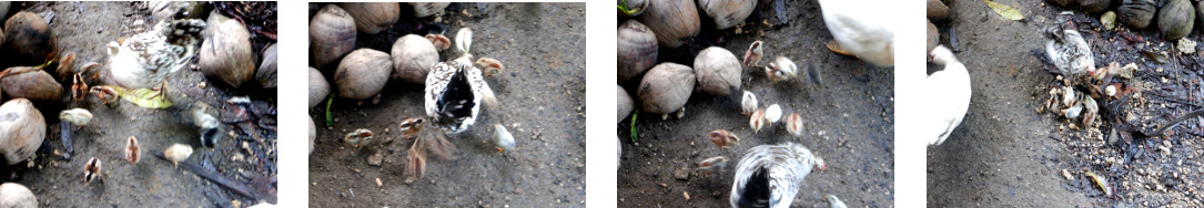 Images of young chicks in tropical
        backyard