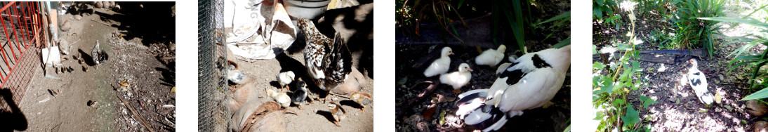 Images of young chicks and ducklings
        in tropical backyard