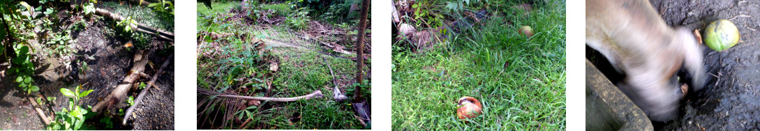 Images of flooding and debris after
        night rain in tropical backyard