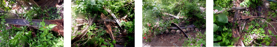 Images of fallen tree debris in
        tropical backyard