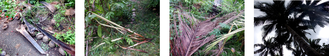 Images of debris after rain in
        tropical backyard