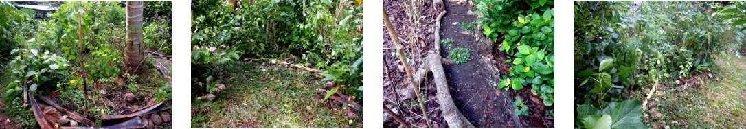 Images of cleared debris, tidy paths and trimmed trees
        in tropical backyard