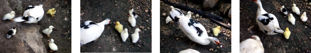 Images of young ducklings in tropical
        backyard