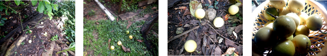 Images of passion fruit
            harvested in tropical backyard