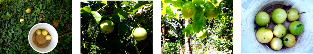 Images of Passion Fruit in tropical
        backyard