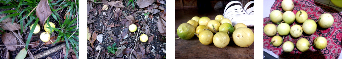 Images of passion fruit harvested in
        tropical backyard