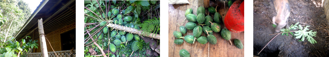 Images of fallen papaya tree in
        tropical backyard
