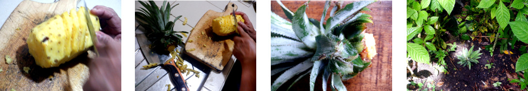 Images of pineapple top planted in
        tropical backyard