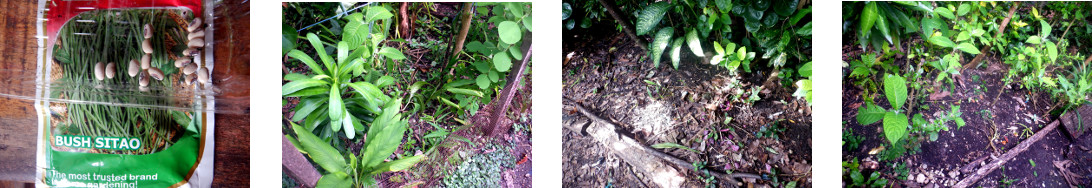 Images of Bush beans planted in
        tropical backyard areas