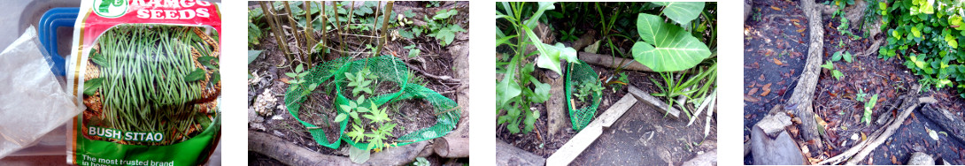 Images of bush beans planted in
        tropical backyard