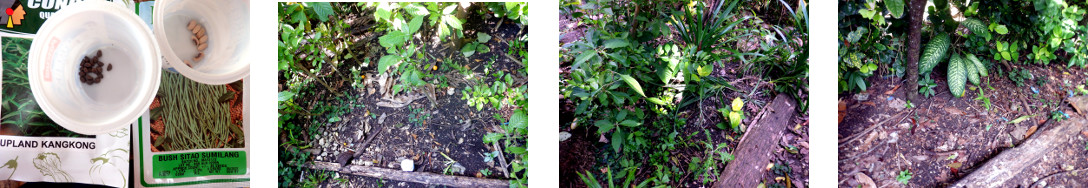 Images of bushbeans and kangkong seeds
        sown in tropical backyard in