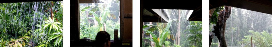 Images of rain in tropical backyard