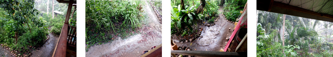 Images of rain in tropical backyard