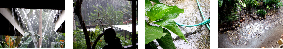 Images of rain in tropical backyard