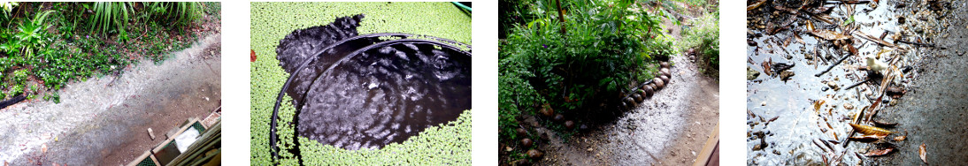 Images of rain in tropical backyard