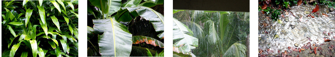 Images of rain in tropical backyard