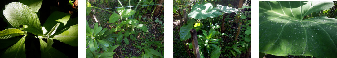 Images o0f sun after rain in tropical
        backyard