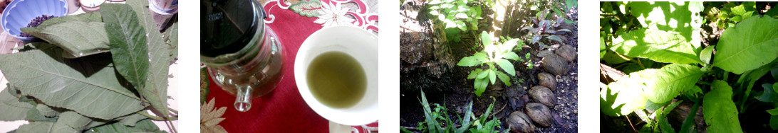 Images of local herbal plant used for
        medicinal teas -and recently planted in tropical backyard