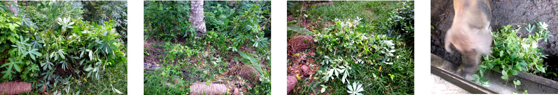 Images of tropical garden patch
        trimmed and fed to pigs