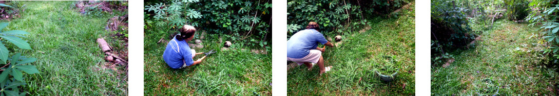 Images of grass being cut in tropical
        backyard