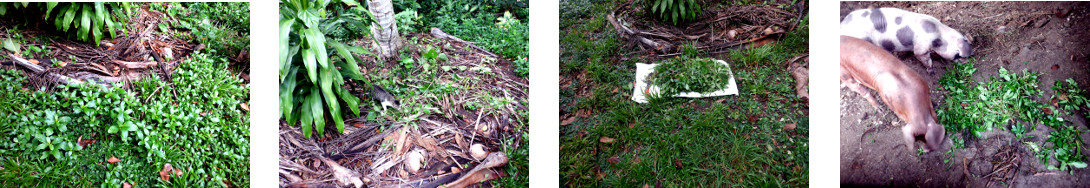 Images of tropical backyard garden
        patch after cleaning