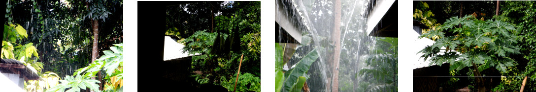 Images of changing weather in tropical
        backyard