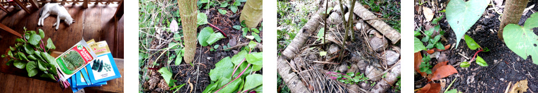 Images of alugbati planted in various
        locations in tropical backyard