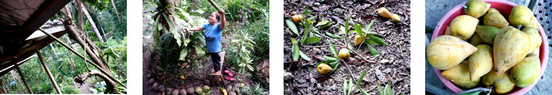 Images of Chesa harvested from roof of
        tropical house