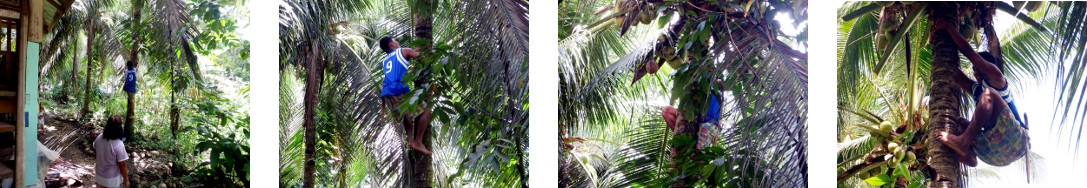 Images of coconut trees being trimmed in tropical
            backyard