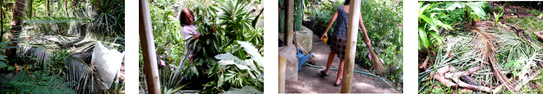 Images of tropical backyard garden debris being
            cleared updebris