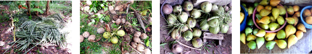 Images of harvest from trimming chesa
        and coconut trees