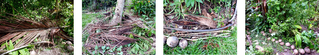 Images of debris from night rain
          processed in tropical backyard garden