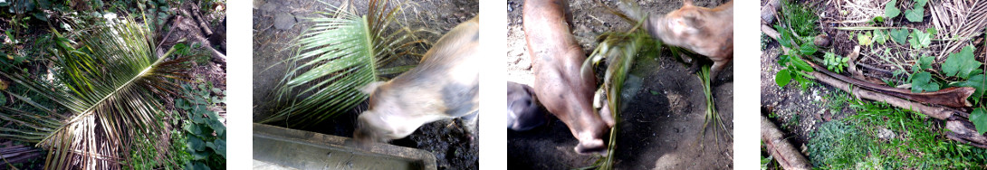 Images of fallen coconut branch
        processed in tropical backyard