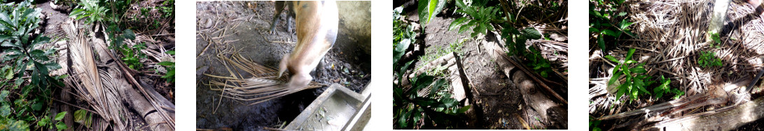 Images of fallen coconut branch
        processed in tropcal backyard