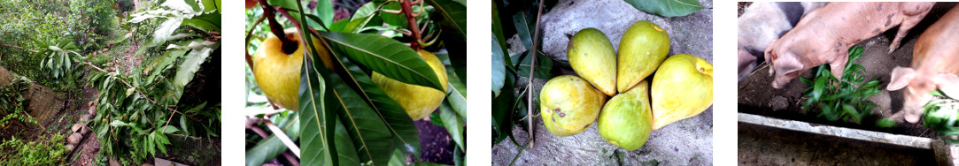 Images of Chesa fruit retrieved from
        fallen branch in tropical backyard