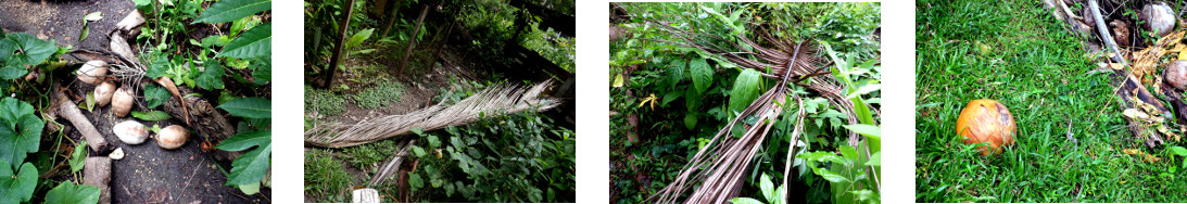 Imagesof debris in tropical backyard
        garden after rain in the night