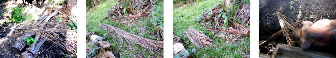 Images of fallen debris removed in
        tropical backyard
