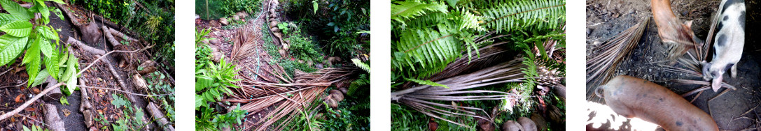 Images of tropical backyard debris cleared up after
            storm in the night