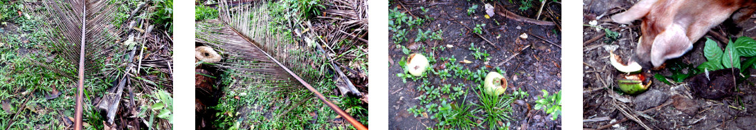 I(mage of fallen debris in tropical
        backyard after rain in the night