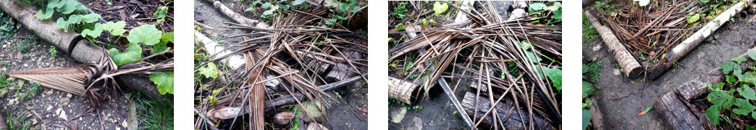Images of debris in tropical backyard after rain in
            the night