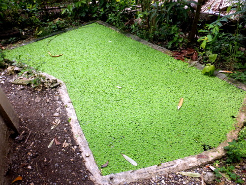 Image of tropical backyard pond after heavy rainstorm in
        the night