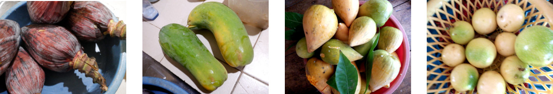Images of fruit harvested from
        tropical backyard